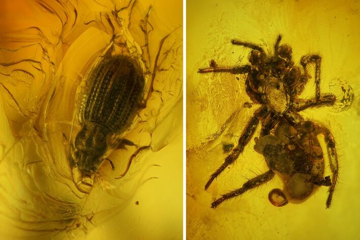 Fossil Beetle (Coleoptera) & Spider (Araneae) In Baltic Amber #163512